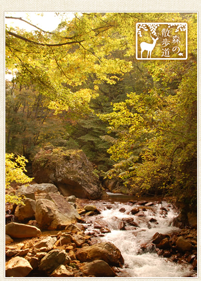 「森の散歩道」を歩こう。