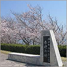 赤穂御崎公園の桜