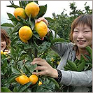 赤穂塩屋山 みかん園