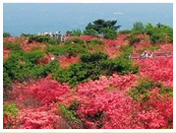 八幡のつつじ