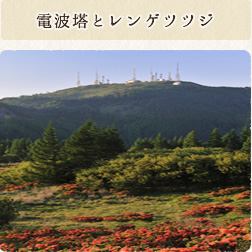 電波塔とレンゲツツジ