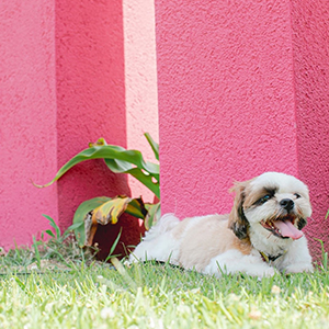 DOG FRIENDLY｜愛犬と一緒に